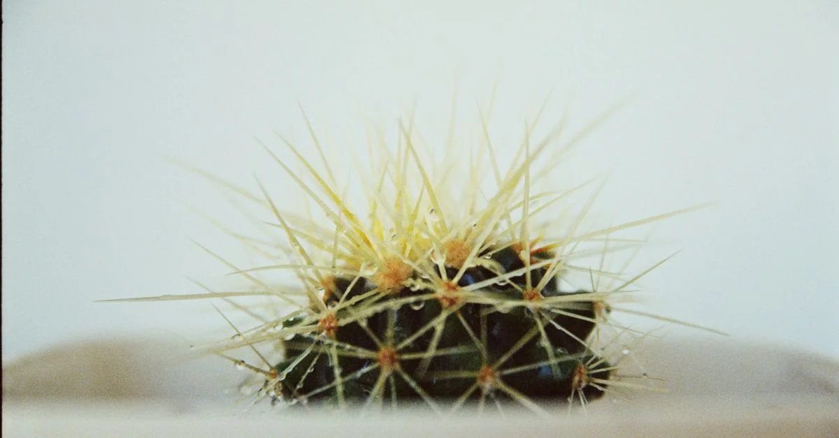 Gros plan d'un cactus épineux présentant des épines délicates et des couleurs vives.