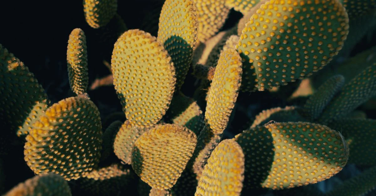 Gros plan détaillé de raquettes de cactus à queue de castor, la lumière du soleil et les ombres créant un aspect texturé.